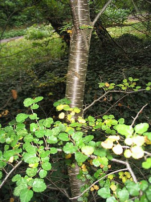 Nothofagus_antarctica_fars.jpg