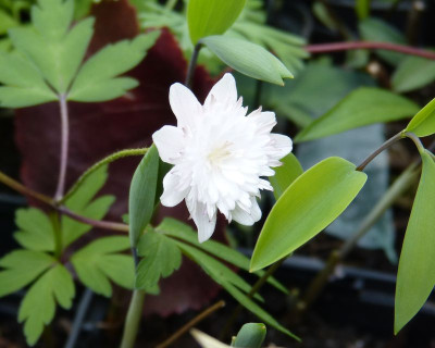 2015-05-02 Anemone nemorosa 'Lehna'.jpg