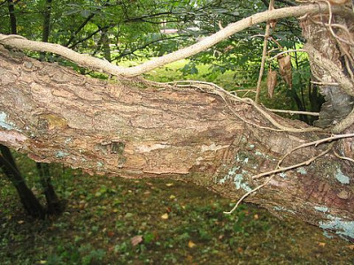 Nothofagus_antarctica_alte_Rinde_fars.jpg