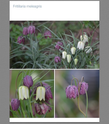 Fritillaria Kopie.jpg