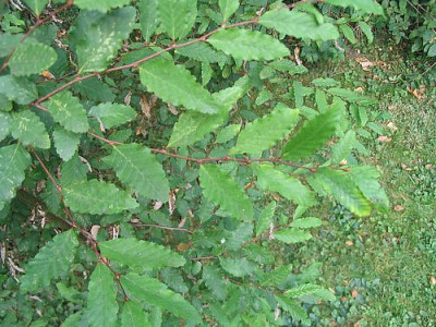 Nothofagus_procera_fars.jpg