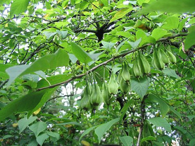 Halesia_monticola_fars.jpg