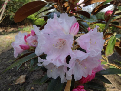 Rhododendron bureavii Lem April 2016.JPG