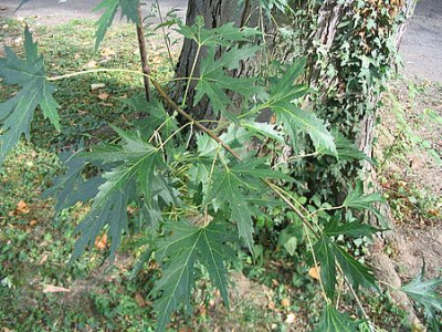 Acer_irgendein_Laciniatum_fars.jpg