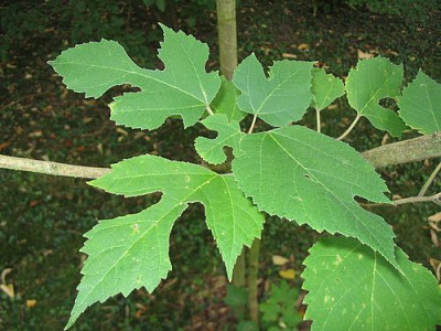 Broussonetia_papyrifera_fars.jpg