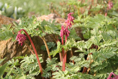Dicentra formosa IMG_9744.jpg