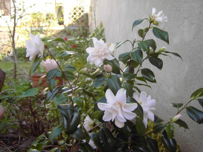 PICT1033.JPG