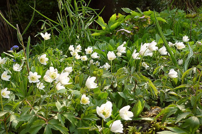anemone nemorosa 2.jpg