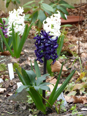 2016-04-15 Hyacinthus 'Dark Dimension'.jpg