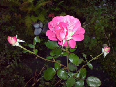 baronne_e._de_rothschild1.JPG