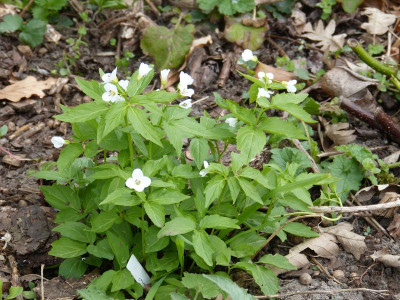 2016-04-15 Cardamine waldsteinii 1.jpg