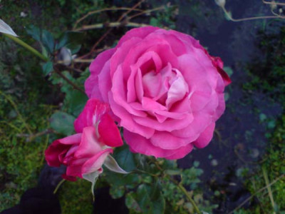 baronne_e._de_rothschild2.JPG