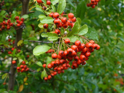 Schnecken 401.jpg