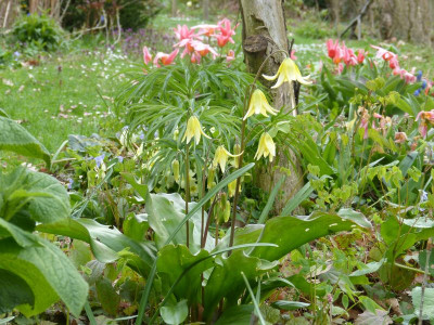 2016-04-15 Erythronium 'Pagoda'.jpg