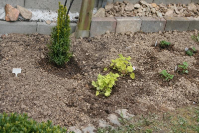 Neues Beet links IMG_9759.jpg