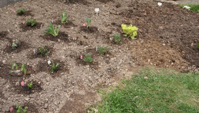 Neues Beet rechts IMG_9767.jpg