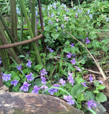 15042016 garten 1.jpg