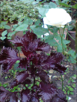 heucheramit_margaret_merill.JPG