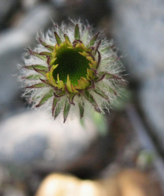 Townsendia  ...  15.4.16 001.jpg