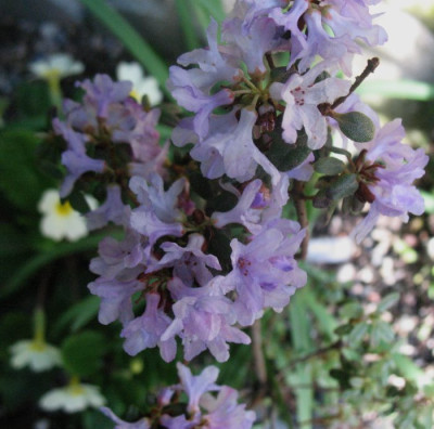 Rhododendron intricatum   ...   15.4.16 012.jpg