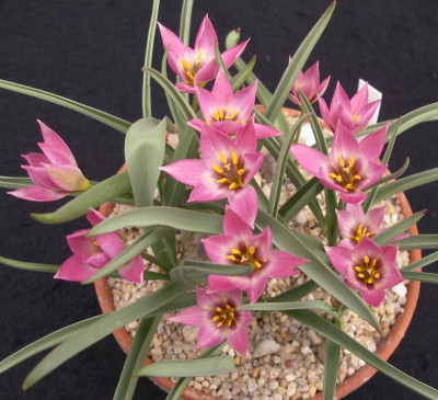 Tulipa aucheriana 14.04.16.JPG