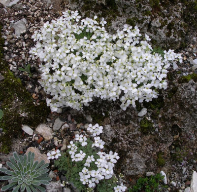 Arabis bryoides 14.04.16.JPG