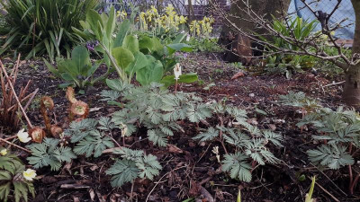 20160414_184313 Dicentra canadensis.jpg