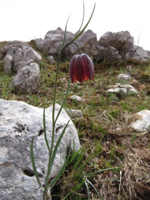 IMG_1728 Fritilaria spec Dobrince.jpg