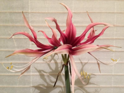 Hippeastrum Rosario 04-2016.jpg