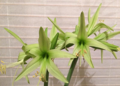 Hippeastrum Evergreen 04-2016.jpg