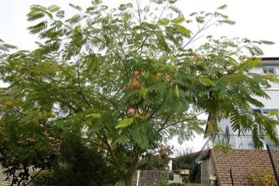 Seidenbaum_Niedergosgen_0101_73.jpg