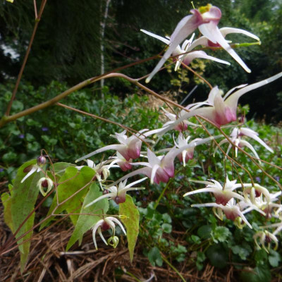 epimedium_domino_2016.jpg