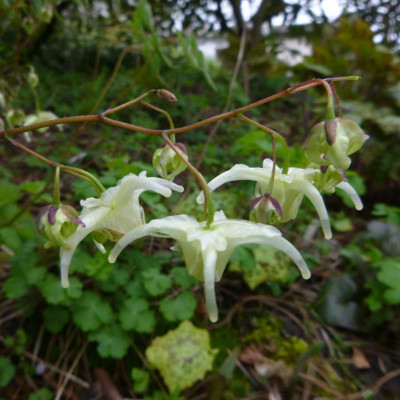 epimedium_weiss_2016.jpg