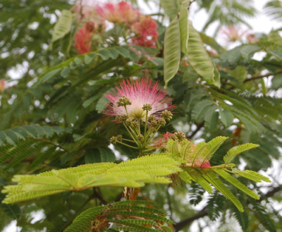 Seidenbaum_Niedergosgen_0103_87.jpg