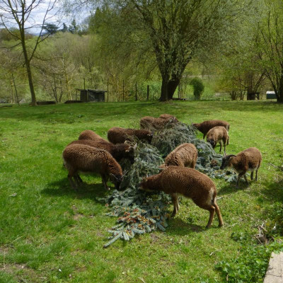 soay_schafe_tanne_2016.jpg