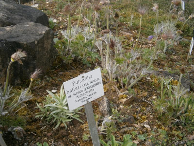 BG Tübingen 016.JPG