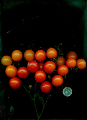 riesentraube.jpg