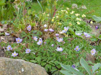 2016-04-15 Anemone nemorosa 'Hannah Gubbay'.jpg
