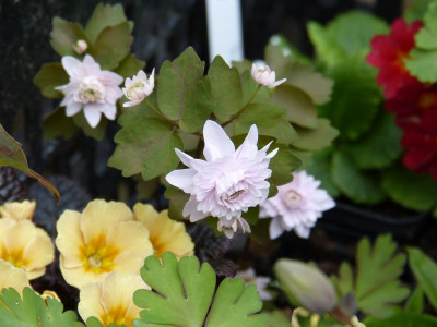 2016-04-15 Anemonella thalictroides 'Cameo'.jpg