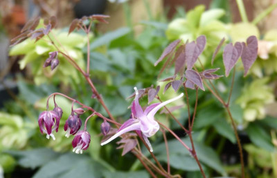 2016-04-15 Epimedium 'Queen Esta'.jpg