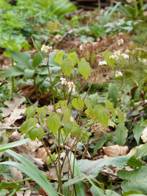 2016-04-15 Epimedium 'Perlsprudel'.jpg