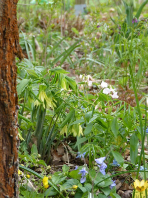 2016-04-15 Gartenimpressionen 1.jpg