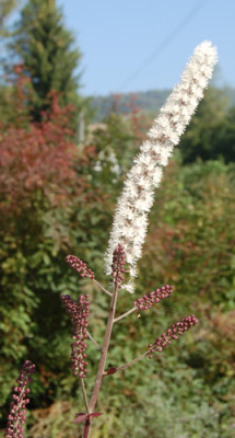 Rote_Silberkerze_HR_0054_92.jpg