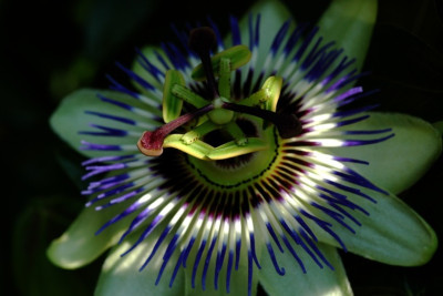 Passiflora_2_13-08-2006.jpg