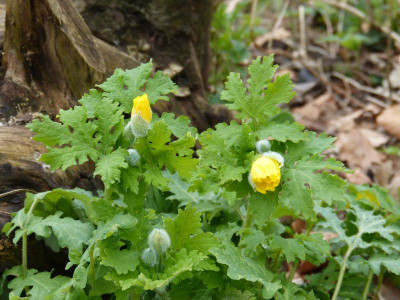 2016-04-15 Stylophorum diphyllum.jpg