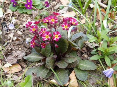 2016-04-15 Primula 'Dark Rosaleen'.jpg