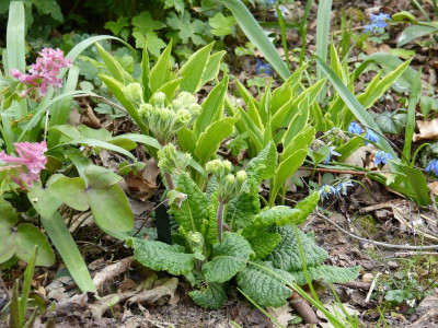 2016-04-15 Primula 'Francisca'.jpg