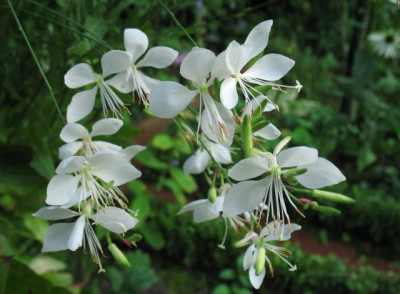 Gaura0911k.jpg