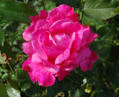 Caprice_de_Meilland_HS_0025_91.jpg