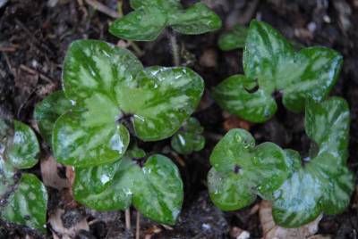 april 087.jpg